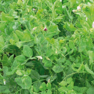 Pois fourrager de printemps - 25kg
