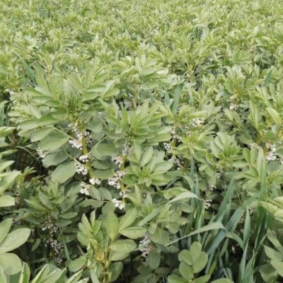 féverole d'hiver couvert vegetal perret concept suisse