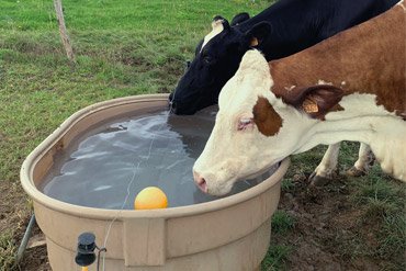 quels-sont-les-besoins-en-eau-pour-mon-troupeau-de-vaches-laitieres
