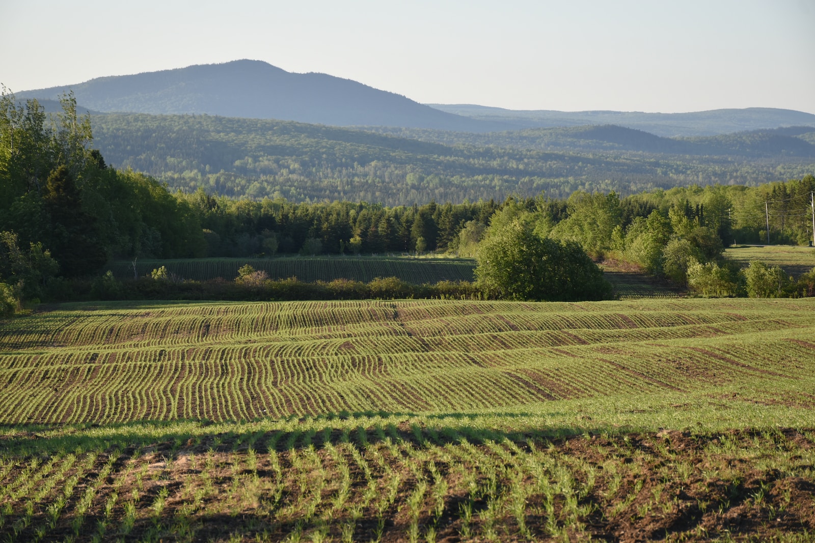 près