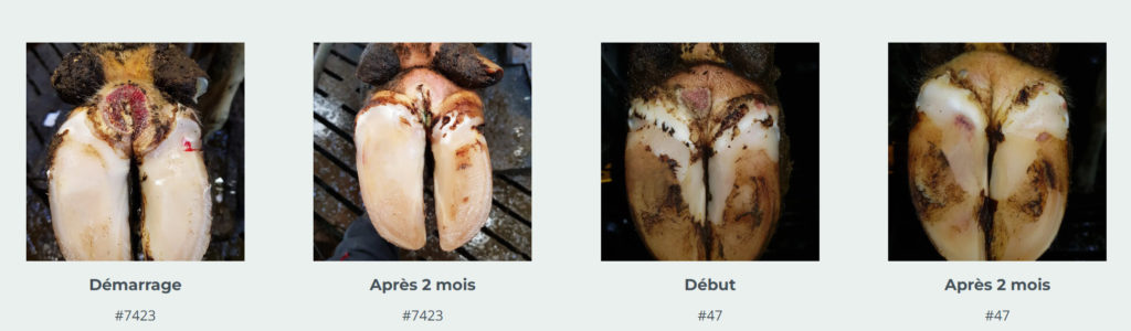 résultat tapis de soin des onglons