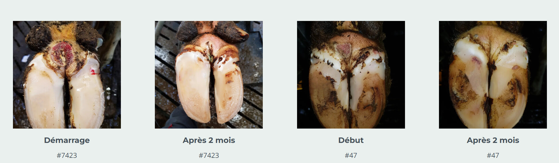 AutoHoofClean résultat tapis de soin des onglons