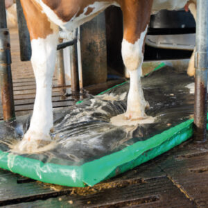 tapis désinfectant pour soin des onglons vaches perret concept suisse