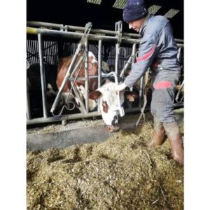 Maintien-tête Omega Vache