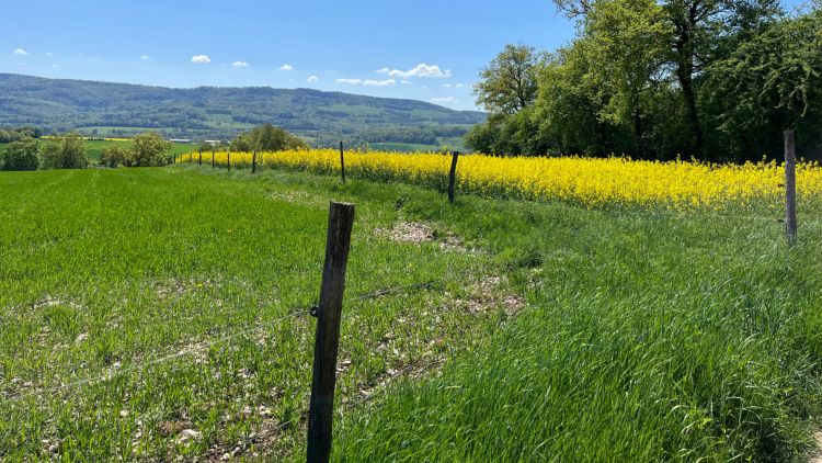 Les 5 avantages des piquets d’acacia pour votre clôture - perret concept