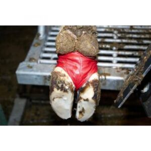 Bandages chaussettes