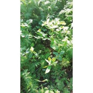 Mix Eco couvert - 10kg