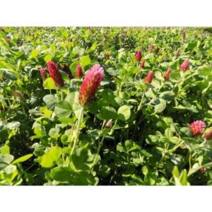 trefle incarnat couvert vegetal engrais vert