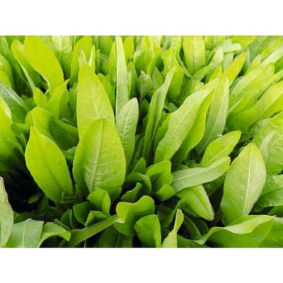 Chicorée fourragère - 10kg