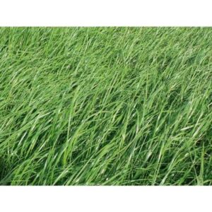 RGI non alternatif diploïde Cocar - 10kg