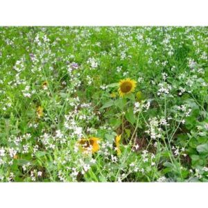 Tournesol pour couverts - 10kg