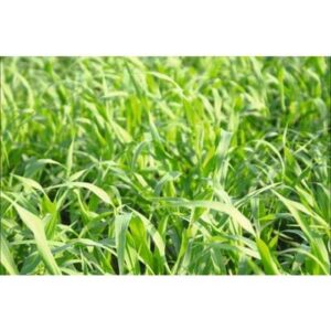 Millet perlé fourrager - 25kg