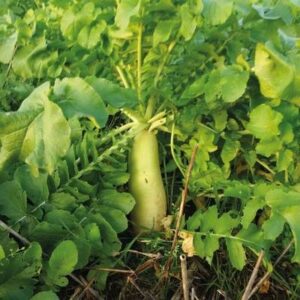 Radis chinois - 10kg