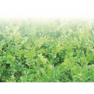 Vesce de printemps - 25kg