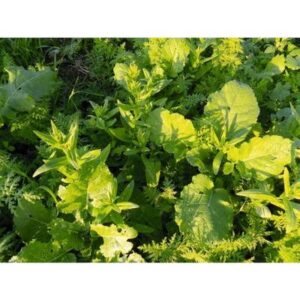 Mix Couvert S.I.E. - 10kg