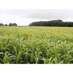 Mix CIVE été - 25kg