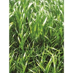 RGI non alternatif 1er prix - 25kg