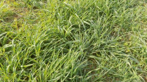 avoine diploide engrais vert couvert vegetal
