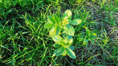féverole d hiver engrais vert