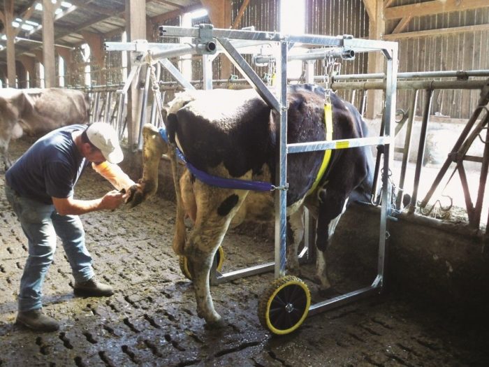 Cage de parage mobile pour vaches – Image 2