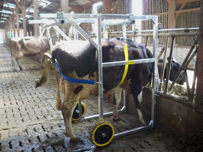 Cage de parage mobile pour vaches – Image 3