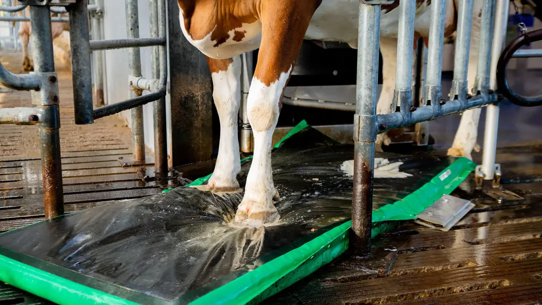 mortellaro boiterie onglons