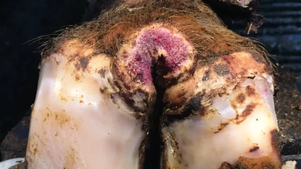 mortellaro sur onglons vache