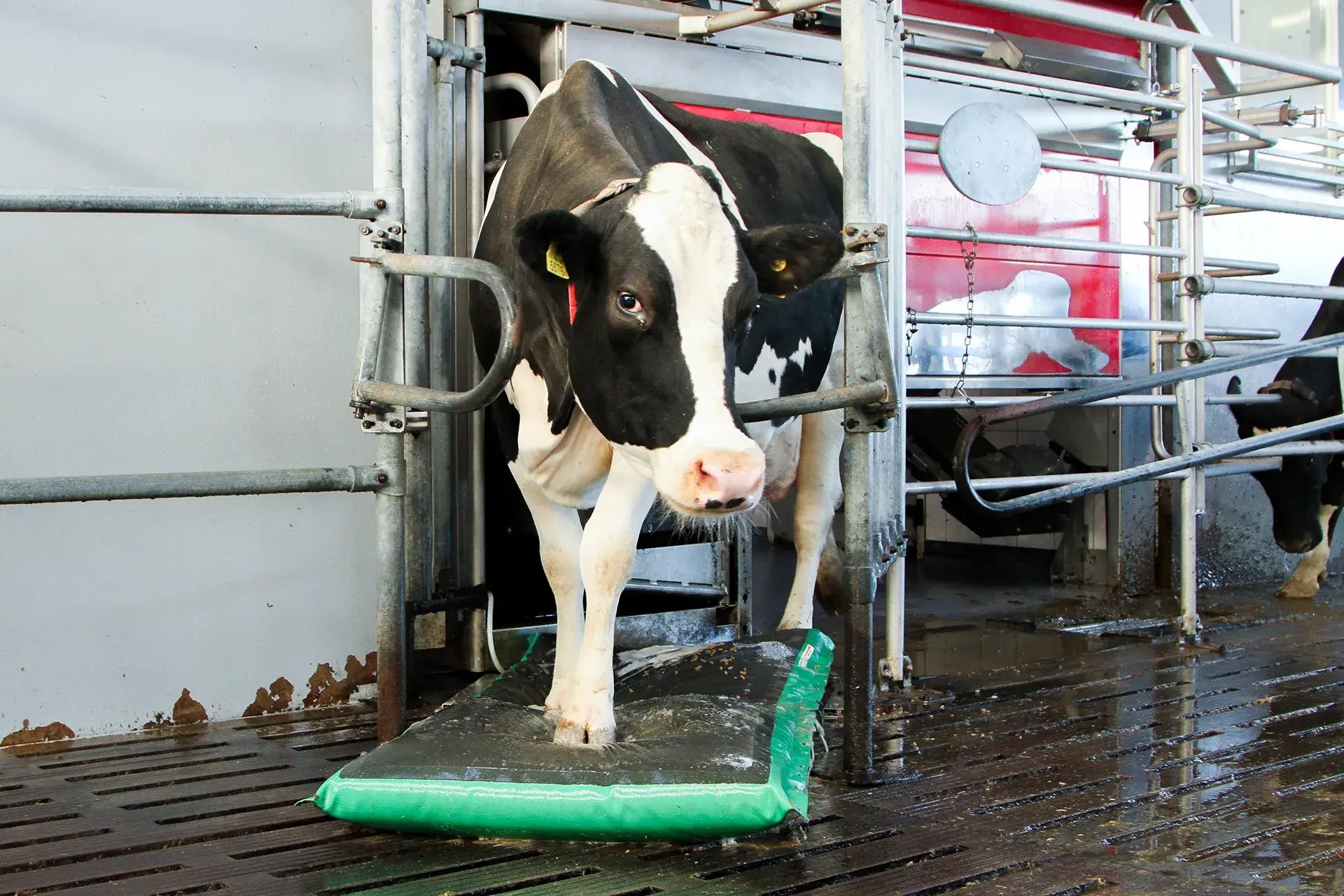 tapis désinfectant pour le soin des onglons perret concept suisse