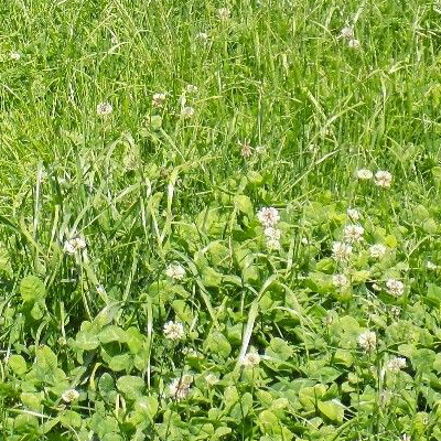 Mix RGA Pâture - 15kg