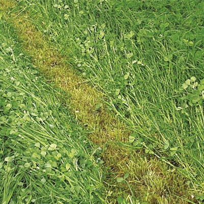 Mix Trienal Pro - 15kg