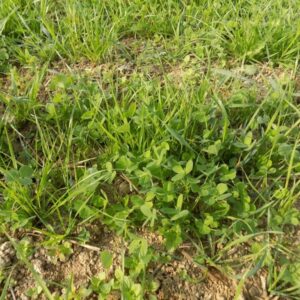 perret concept,vaches,veaux
