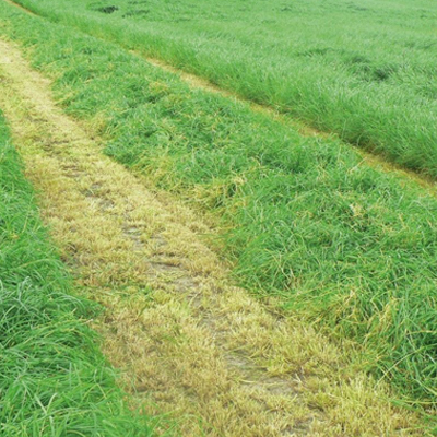 RGH ASTON CRUSADER SAC 25KG