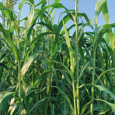 Sorgho Mix Pampa Sugar TS Redigo - 450 000 grains