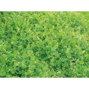 Vesce d'hiver - 25kg