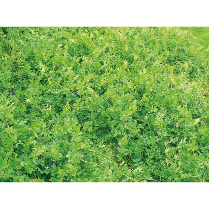 Vesce d'hiver Vesce d'hiver - 25kg