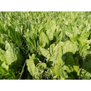 Chicorée fourragère - 10kg