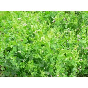 Pois fourrager d'hiver Artka - 25kg