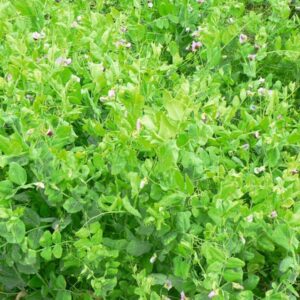 Pois fourrager d'hiver Astéroid - 25kg