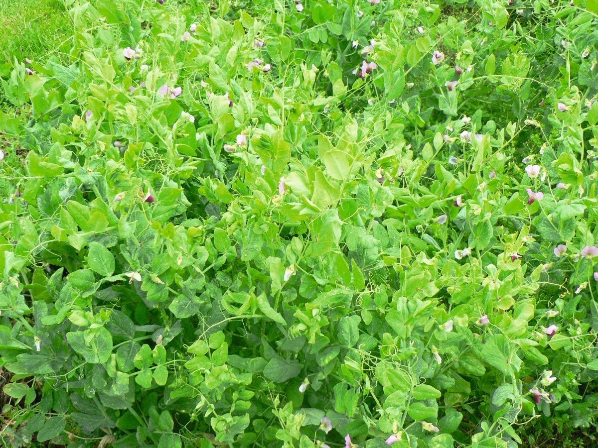 Pois fourrager d'hiver Pois fourrager d'hiver Astéroid - 25kg